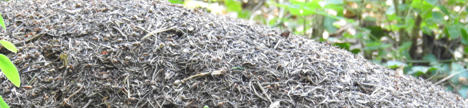 Formicidae (Ameisen) - eine Familie der Insekten